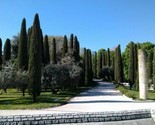 Italian Cypress  Cupressus Sempervirens Stricta  10 Seeds Guaranteed Real - $5.99