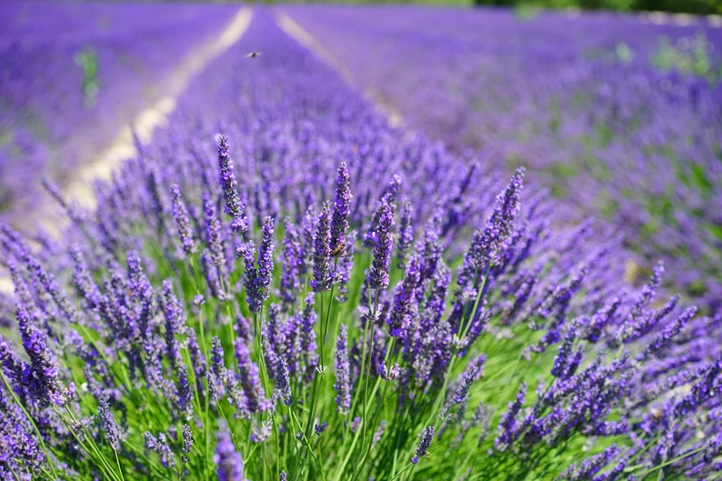 500 Seeds True ENGLISH LAVENDER VERA Lavandula Angustifolia Vera Herb Pu... - $9.99