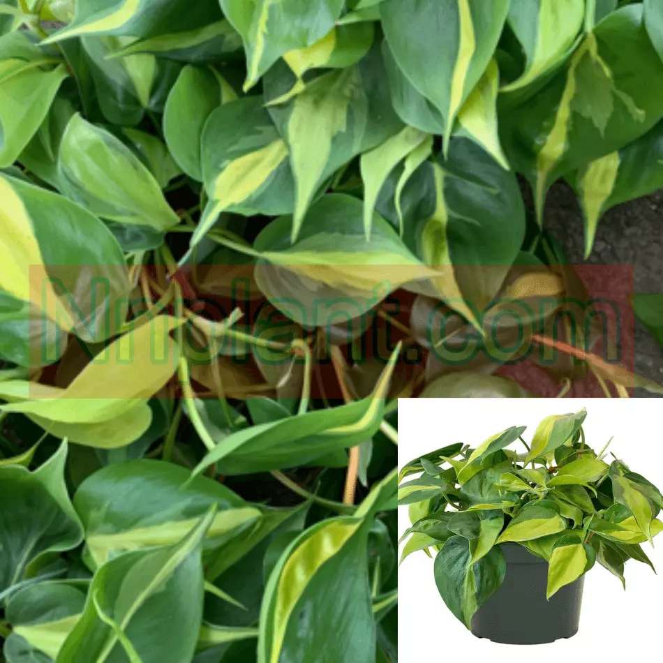 Philodendron Brasil Plant 4&quot; Pot stripe yellow Hederaceum vine Live Plant - $16.99