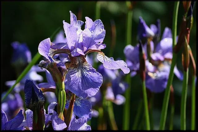 iris WESTERN BLUE FLAG IRIS flower 21 seeds - $5.40