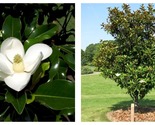 Bracken&#39;s Brown Beauty Southern Magnolia Tree 20-28 inch tall Well Rooted - $65.93