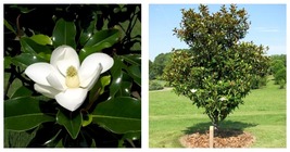 Bracken&#39;s Brown Beauty Southern Magnolia Tree 20-28 inch tall Well Rooted - £52.51 GBP