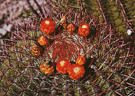 Ferocactus pringlei barrel cacti rare desert outdoor dought cactus seed ... - $167.21 MXN
