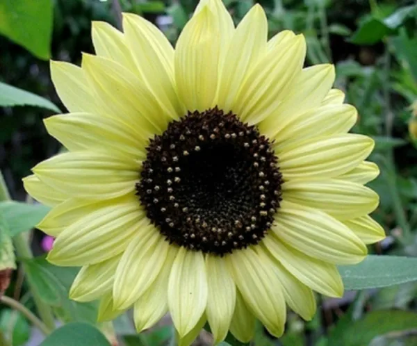 25 Lemon Queen Helianthus Sunflower Fresh Seeds - £9.91 GBP
