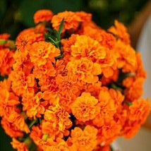 Septh French Marigold Tangerine Double Dwarf Beneficial Plant Non-GMO 200 Pure S - $9.00