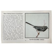 Slate Colored Junco Bird Print 1931 Blue Book Birds Of America Art PCBG13C - $19.99