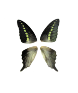 4 real graphium cordus butterfly wings, Philippines, 2 pairs wings, inse... - £6.30 GBP