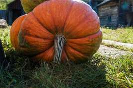 25 Big Moon Pumpkin Seeds Planting Fast US Shipping - $10.96