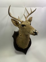 Vintage 9pt Whitetail Deer Shoulder Mount Antler Horn Taxidermy Ready To... - £186.81 GBP