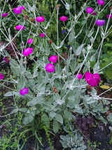 100 Organic Magenta Rose Campion Flower Seeds Harvested 08 23 Fresh Garden - £14.34 GBP