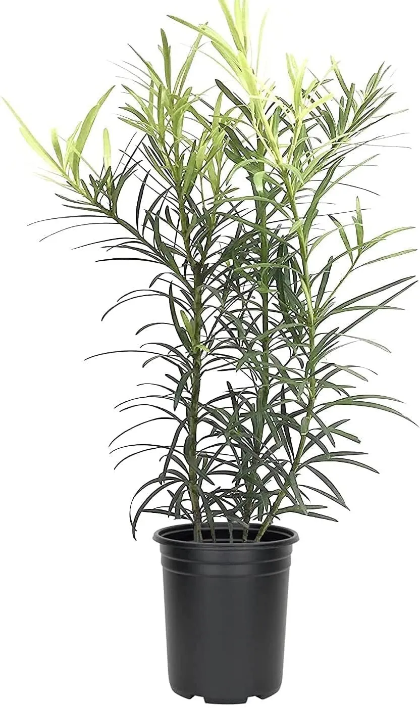 Podocarpus Macrophyllus Live 4nch Pot Japanese Yew Low Maintenance - £31.39 GBP