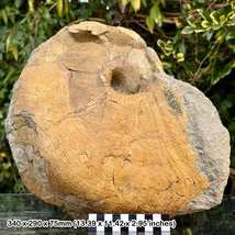 Rare 13&quot; Fossil Nautilus – Cenoceras Striatus – Lower Sinemurian, Jurassic: - £341.51 GBP