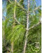 Pinus Patula Mexican Weeping Pine Seeds New Fast Shipping - $17.96