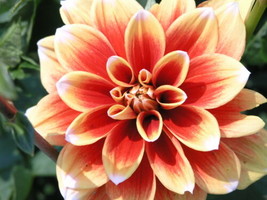 50 Orange Pompom Dahlia Seeds (Dahlia Variabilis)    From US - £10.78 GBP