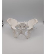 Life Size Female Pelvis Skeleton Model - Anatomical Human Medical Anatomy - $25.21