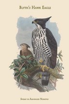 Spizaetus Alboniger Nisaetus - Blyth&#39;s Hawk Eagle by John Gould - Art Print - £17.22 GBP+