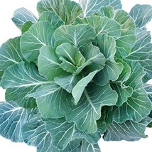 Collard Greens- 200 Seeds (Georgia Southern) Gardening Easy Grow USA SHIPPING - £7.10 GBP