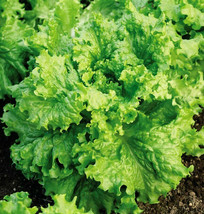 USA SELLER WaldmanS Green Leaf Lettuce Lactuca Salad Spinach Vegetable Free Ship - £9.63 GBP