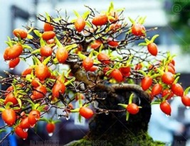 20 pcs Dwarf Persimmon Seeds Bonsai Mini Fruits FROM GARDEN - £7.00 GBP