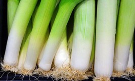 250 Seeds American Flag Leek Quick Plant Heirloom Seeds Swift Gardening Success - $8.35