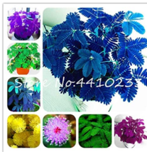 100 Of Colorful Mimosa Seeds Mixed 8 Colors Flowers - $11.37