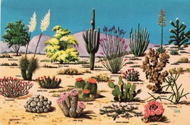 Cacti and Desert Flora Unposted Vintage Postcard Great Southwest Petley Studio - £7.90 GBP