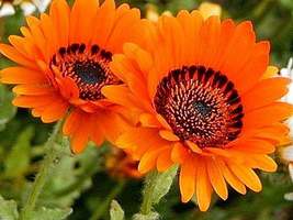 Orange Venidium Flower 50 Seeds - £7.95 GBP