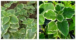 Mexican Mint~Variegated Cuban Oregano~Spanish Thyme~Well Rooted plant 5 Inches - £22.37 GBP