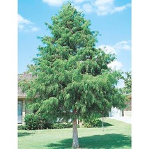 10 bald cypress tree seedings - £3.99 GBP