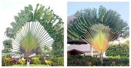 Green Travelers Palm Flores Seeds 400 Seeds - $30.99