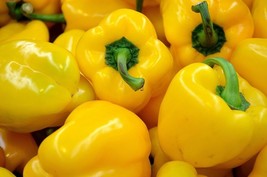 100 Sunbright Yellow Sweet Bell Pepper Seeds Garden Vegetable Container - £14.33 GBP