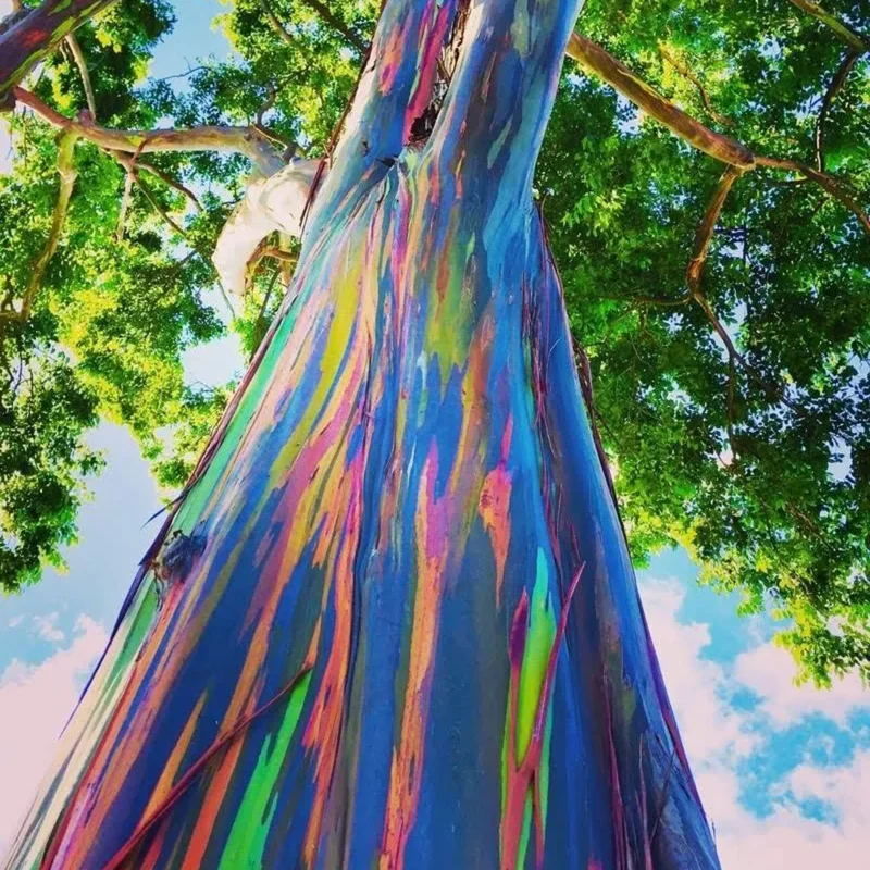 Eucalyptus DegluptaRainbow Eucalyptus Seeds SEEDS - $19.98