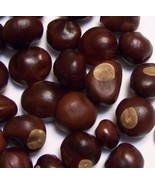 25 Ohio Buckeye Nuts Dried 2023 Crop Football OSU Lucky Lot ~ Craft a Ne... - £11.36 GBP