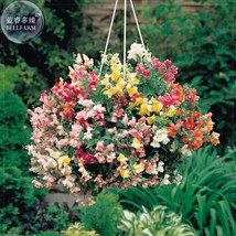 Antirrhinum &#39;Trailing Mix&#39; Annual Bedding Plant Seeds 100 Seeds professi... - £4.75 GBP