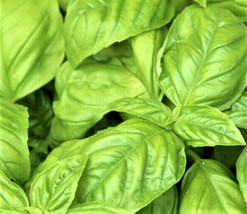 BStore Large Leaf Italian Basil Seeds 300 Seeds Non-Gmo - £5.95 GBP