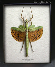 Winged Walking Real Stick Paracyphocrania Major Entomology Collectible S... - $98.99