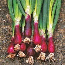 Red Beard Bunching Onion, Allium fistulosum 10 seeds R 082 - £1.56 GBP