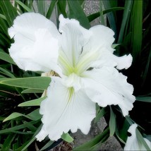 Best Louisiana Iris &#39;Waihi Wedding&#39; native American wildflower / Iris / Live Pla - £23.58 GBP