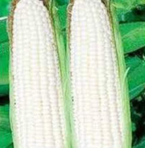 Corn, White, STOWELL'S Evergreen, Heirloom, 50 Seeds, Delicious N Sweet