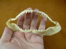 (sj470-208) 5&quot; Tiger SHARK jaw I love sharks jaws teeth taxidermy educational - £36.60 GBP