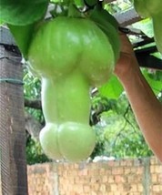 US-SELLER 10Pcs Magic Pumpkin Seeds,Rare Big Penis Melon Plants Vegetabl... - £7.01 GBP