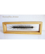 Real Giant Scolopendra Subspinipes Rare Poisonous Centipede Double Glass... - $184.62 CAD