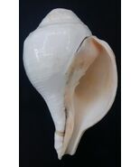 Shankh (Vamavarti Shankh) For Blowing (Sounding) - 6 inches - $173.25