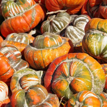 Gourd Turk’S Turban Heirloom Huge Decorative Edible Usa 12 Seeds From US - £8.77 GBP