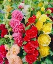 50 SEEDS DOUBLE HOLLYHOCK BEAUTIFUL FLOWER MIX OPEN POLLINATED - $8.25