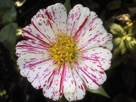 Item image 1 image 1