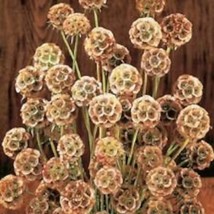 New Fresh Seeds 25 Fata Morgana Scabiosa Pincushion Flower Seeds Perennial Pinki - £21.47 GBP