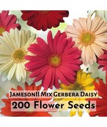 200 Seeds Jamesonii Mix Gerbera Daisy | Colorful Blooming Flower Seeds |... - $16.27 CAD