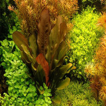 Aquarium Plant Aquatic Rare Echinodorus Red Rubin Big Potted Amazon Swor... - $46.00