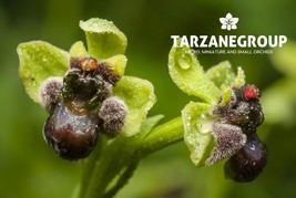 OPHRYS BOMBYLIFLORA “BUMBLE BEE ORCHID” EUROPEAN TERRESTRIAL ORCHID TUBER - $27.00